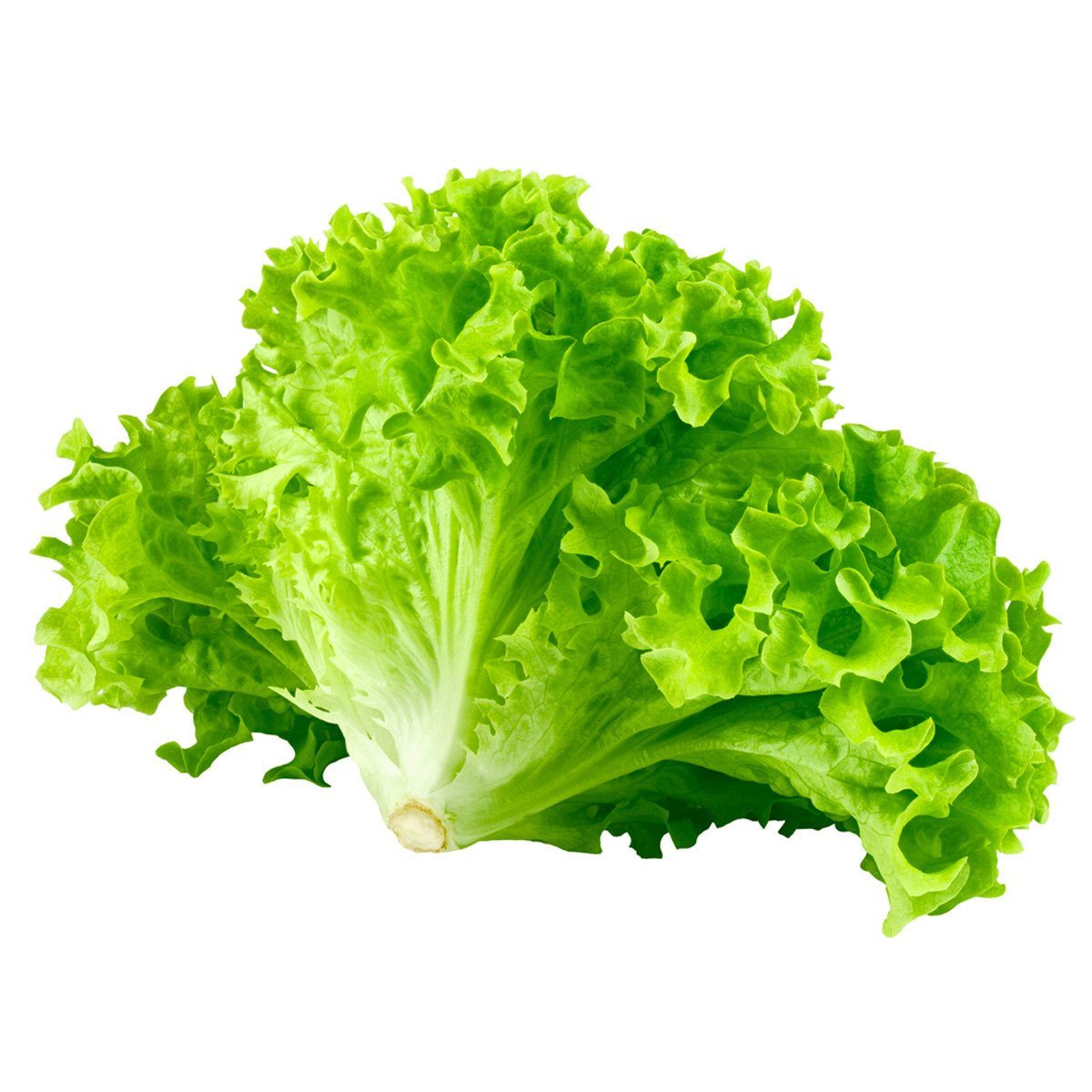Kıvırcık Marul Adet
