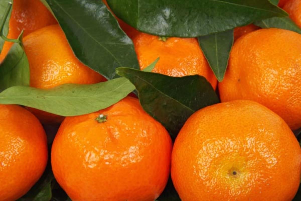 Morkop Mandalin 1kg